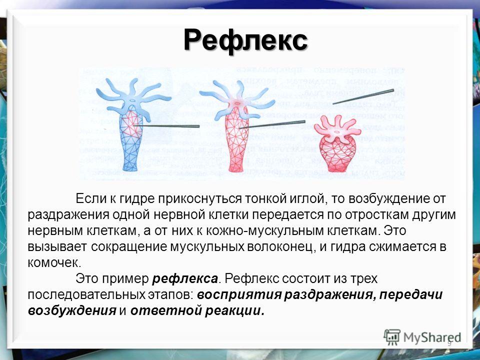 Что за приложение кракен